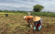 2.500 ha lúa bị ngã đổ