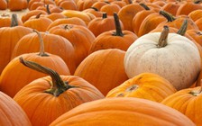 Lợi ích tuyệt vời của hạt bí mà nhiều người không biết