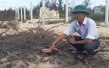 Chủ tịch UBND tỉnh Bình Định chỉ đạo tạm dừng dự án, trồng lại rừng