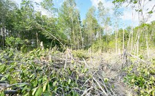 Kiểm điểm trách nhiệm tập thể, cá nhân để mất rừng