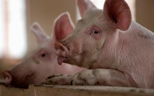 Tội phạm Trung Quốc phát tán dịch tả lợn