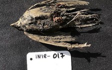 Phát hiện xác chim sơn ca 46.000 năm tuổi