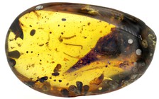 Khủng long nhỏ nhất thế giới