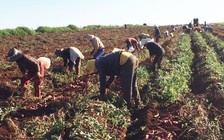 Thăng trầm khoai Lệ Cần