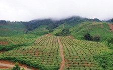 Trang trại trái cây 'chuẩn quốc tế' giữa đại ngàn