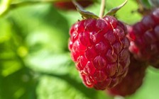 4 lợi ích sức khỏe tuyệt vời của phúc bồn tử