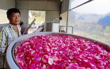 Nông trại hoa hồng ở vùng biên