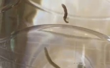 Phát hiện sinh vật lạ từ giếng nước tại nhiều hộ gia đình