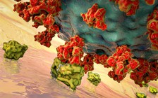 Covid-19 xâm nhập não người