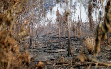 Thế giới mất 100 triệu ha rừng