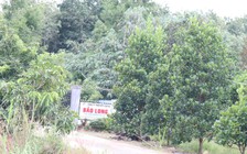 Bất thường 2 công ty 'tí hon' doanh thu ngàn tỉ