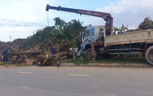 Thiếu kinh phí xử lý 28.000 m3 cành cây ngã đổ ùn ứ sau bão