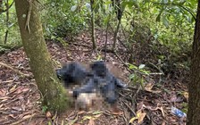 Bảo Lộc: Phát hiện thi thể phân hủy trong rừng bạch đàn gần thác Đam B’ri