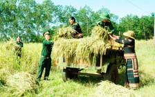 Đồng vàng trên đất cao su