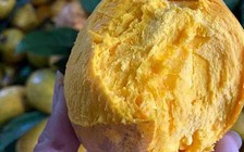 Quả trứng gà của phương Nam