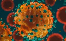 Những điều có thể bạn chưa biết về Omicron