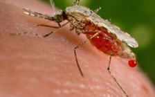 Long An công bố trường hợp nhiễm Zika đầu tiên