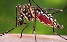 Châu Mỹ Latin kêu gọi phụ nữ không mang thai trong 2 năm vì virus Zika