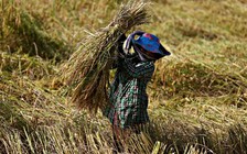 Campuchia chỉ trích EU vì bỏ ưu đãi thuế gạo