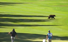 'Hết hồn' thú dữ xuất hiện tại giải golf Barracuda Championship