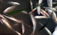Cá nuôi trên sông Bưởi cũng chết hàng loạt