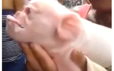 Heo quái thai mặt khỉ xuất hiện ở Cuba