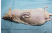 Nuôi cấy thành công tai người trên cơ thể chuột