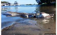 Sinh vật trông như quái vật tiền sử trôi dạt vào bờ biển Úc