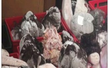 Romania thu giữ 5 tấn thịt đông lạnh 35 năm chuẩn bị mang ra chợ