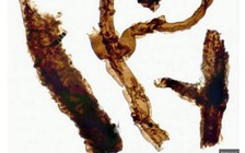 Phát hiện loại nấm cổ thời sơ khai của sự sống