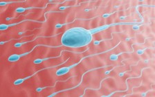 Một số kem chống nắng có thể gây vô sinh?