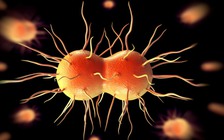 Nước Anh đối mặt nguy cơ bùng phát bệnh lậu