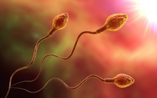 Tạo thành công tinh trùng từ tế bào da người