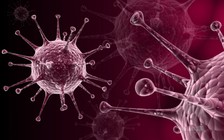 Thử nghiệm thành công 'vắc xin' trị ung thư trên chuột