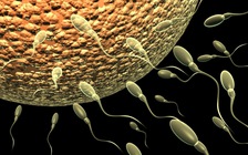 Ngồi coi tivi quá nhiều làm giảm lượng tinh trùng?