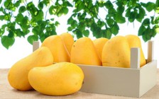 Ăn xoài vừa đủ có thể ngừa tiểu đường loại 2 và béo phì