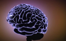 Oestrogen làm não phụ nữ lớn hơn?