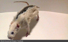 Nam sinh thiết kế hộp đựng bút từ động vật