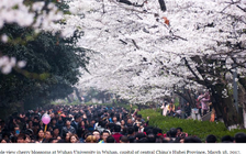 Ngôi trường mỗi ngày có hơn 100.000 khách đến thưởng ngoạn hoa