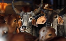 Trả học phí bằng bò, dê... ở Zimbabwe