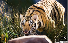 Đại học bang Louisiana nuôi... hổ trong khuôn viên trường