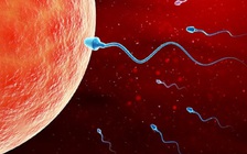 Trứng ít không có nghĩa là phụ nữ sẽ vô sinh hay khó thụ thai