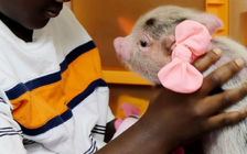 Phương pháp độc lạ giúp học sinh đặc biệt tập trung vào việc học