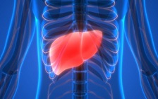 Gan nhiễm mỡ sẽ làm bộ não co lại