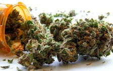 Mỹ: Hoang mang vì loại cần sa tổng hợp gây xuất huyết nghiêm trọng