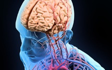 Vì sao não của đàn ông mỏng hơn phụ nữ?