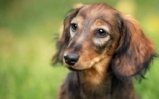 Nuôi chó, phải cẩn thận kẻo bị... viêm bàng quang