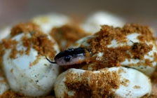 Mẹ bị rắn độc cắn, con bú sữa mẹ, cả hai mẹ con cùng chết