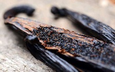 Hợp chất trong vani có thể giúp ngăn siêu vi khuẩn kháng thuốc