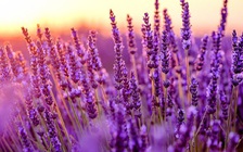 4 loại thảo mộc tự nhiên giúp giảm cơn đau đầu hiệu quả